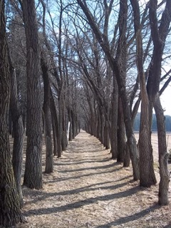 Path leading to the woods