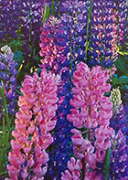 Lupines