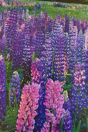 Lupines on Prince Edward Island