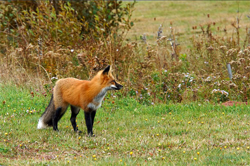 Fox on Prince Edward Island