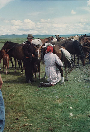 Milking the mares