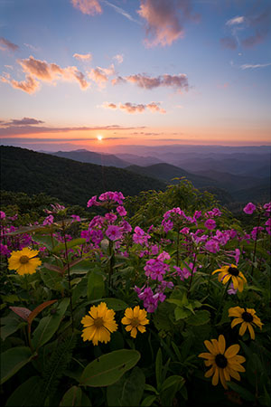 mountain meadow